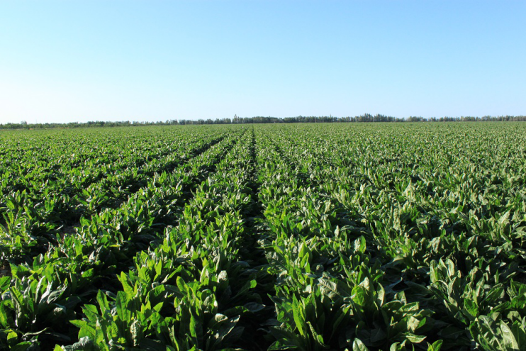 天山硕参——掀起健康美丽新风暴 天山硕参——掀起健康美丽新风暴